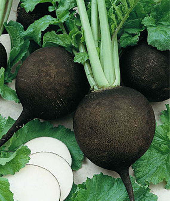 Radish, Black Spanish Round